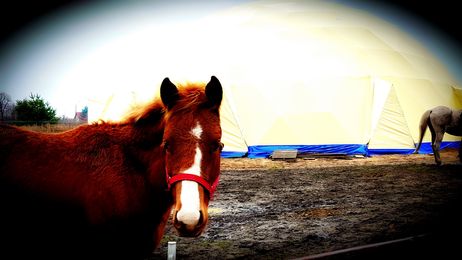 Žirgynas ir Manežas Kupolas Ø24m | Ūkininko ūkis, Ledziny, Lenkija